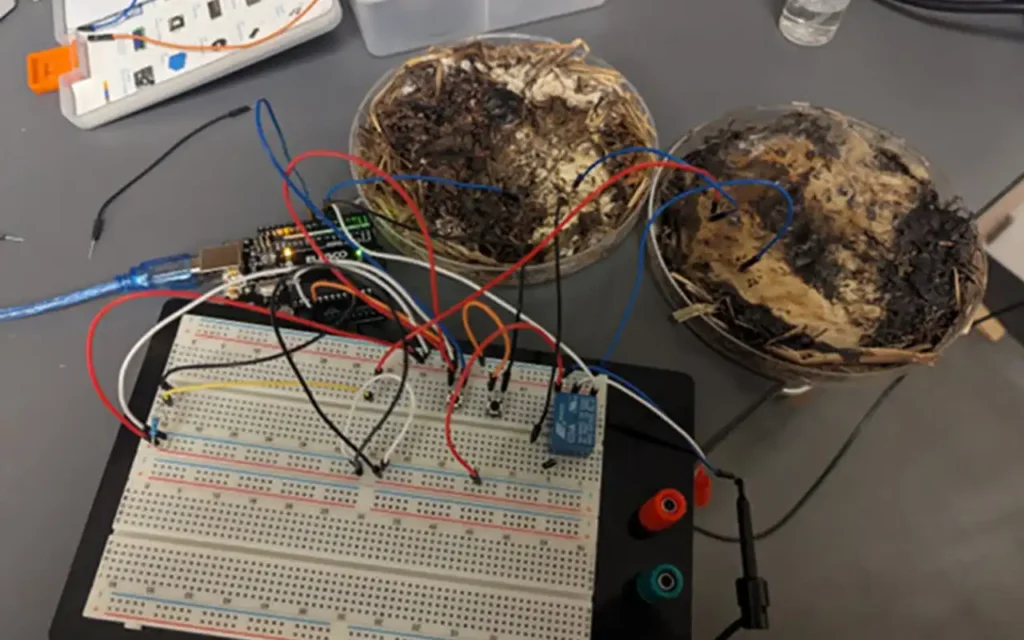 Memristores de hongos shiitake